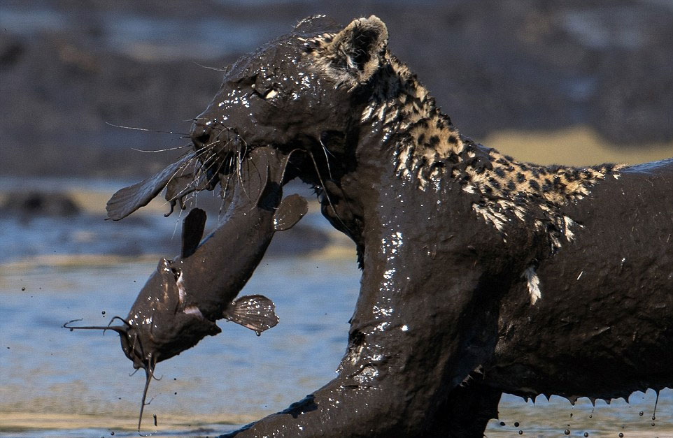 �����صĵ��򱨵������޲������ɣ�һֻ���Ӿ�Ȼ����̶��ȥ���㡣