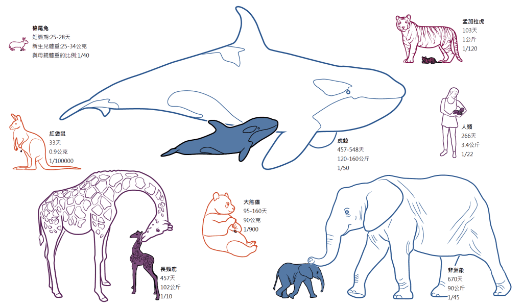 哺乳动物宝宝的大小