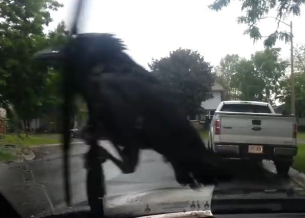 ��ѻ��������ΰڶ������������Ϸ��