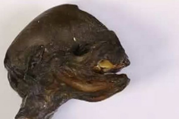 ˹ʥ˵±ɪӺӰ˵糧ֲź