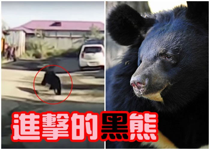多达36只亚洲黑熊在市内徘徊, 令人心惶惶。