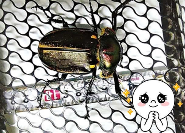 ǰ�����ⱻ��������ʱ۽�꣬�����ܳ���Լ12���ס�