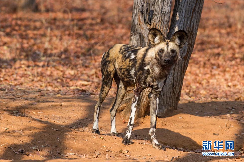 ����2015��9��1���ڽ�Ͳ�Τ�ϲ���ά�ӹ���Ȼ�������������һֻ����Ұ��