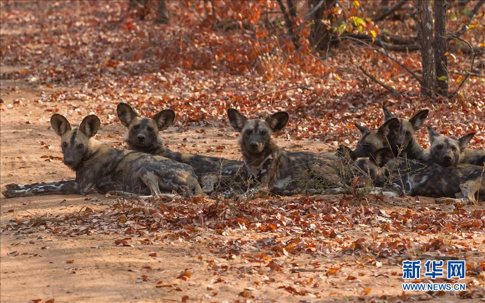 ����2015��9��1���ڽ�Ͳ�Τ�ϲ���ά�ӹ���Ȼ�������������һȺ����Ұ��