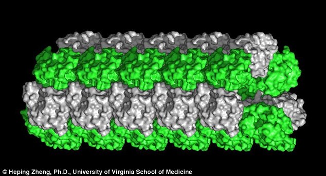 精子会用鱼叉捕获卵子从而辅助受精