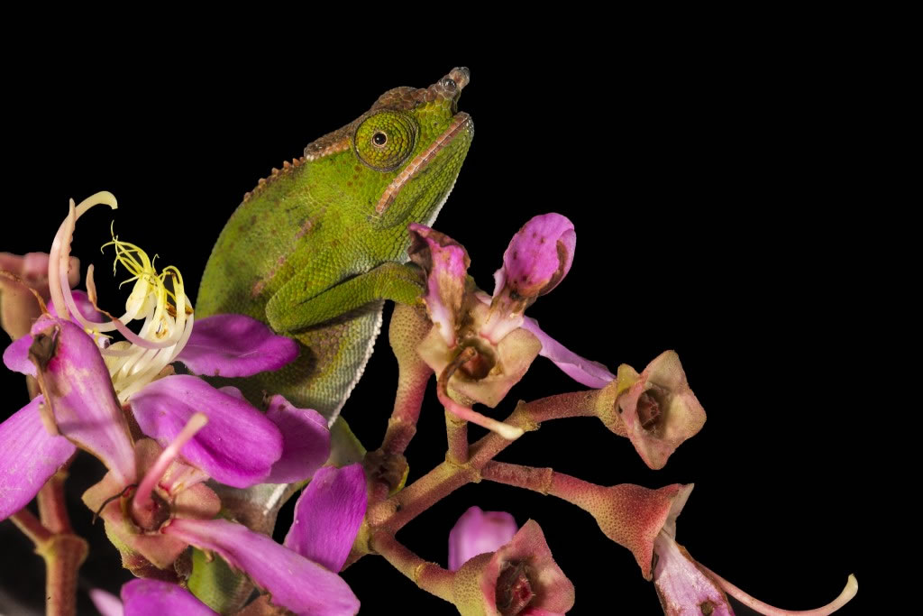 ����˹��ɫ���� Photograph by Christian Ziegler