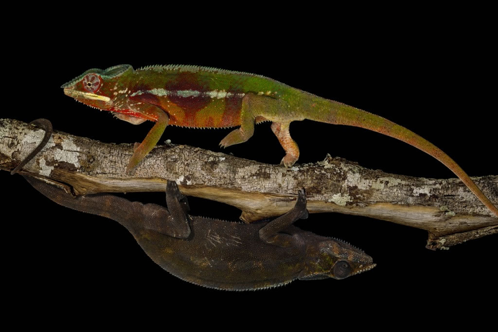 ������ֻ�����߲ʱ�ɫ��Ϊ��һֻ���Ա�ɫ������֮��ʤ������������ս��ʱ����ɫ����ܷ�����ֳ��������׳Ƴ�������ɫ�� Photograph by Christi