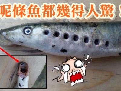 日本科研捕鲸捕获8条小须鲸