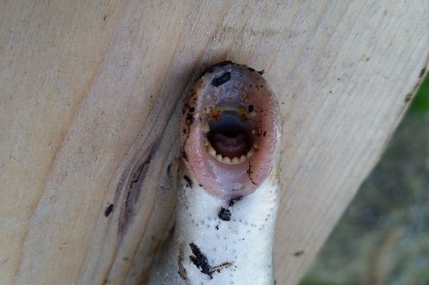 �������ڲ��ж�ֻ����