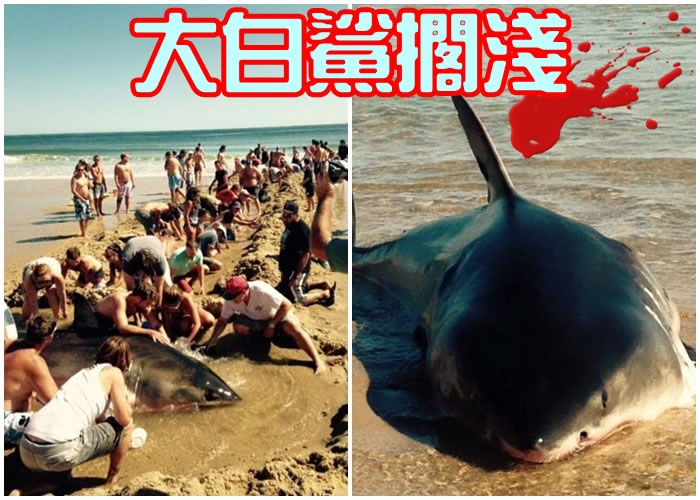 游客在沙滩上挖出一条坑道,尝试把大白鲨送回大海中。