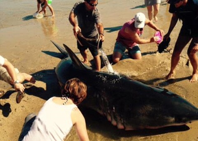 游客不断为大白鲨浇水