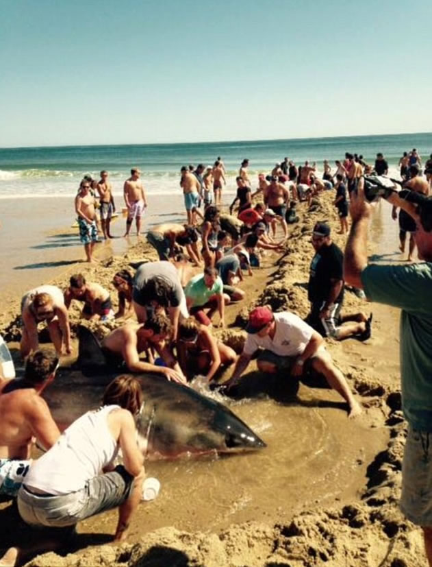 数十人同心协力拯救大白鲨