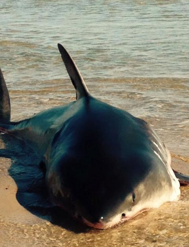 大白鲨奄奄一息