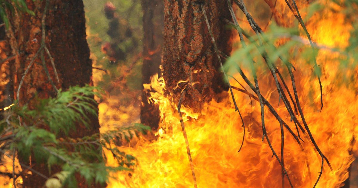 ����������Ұ����вҰ������