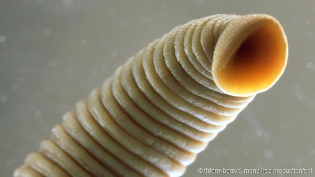 这些与世隔绝的动物以细菌为生,它们习性和生物非常怪异,如天生没有眼睛、皮肤完全失去色素、触角很长等。图为莫维勒洞穴中发现的一种水蛭新物种。