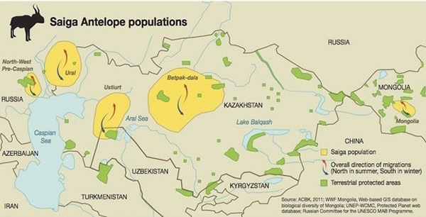 赛加羚羊分布图