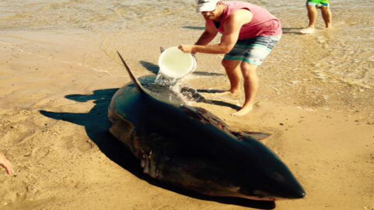 美国麻萨诸塞州海滩大白鲨不幸搁浅死亡