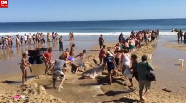 美国麻萨诸塞州海滩大白鲨不幸搁浅死亡