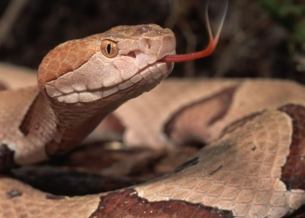 药厂停产抗蛇毒血清 无国界医生指明年耗尽