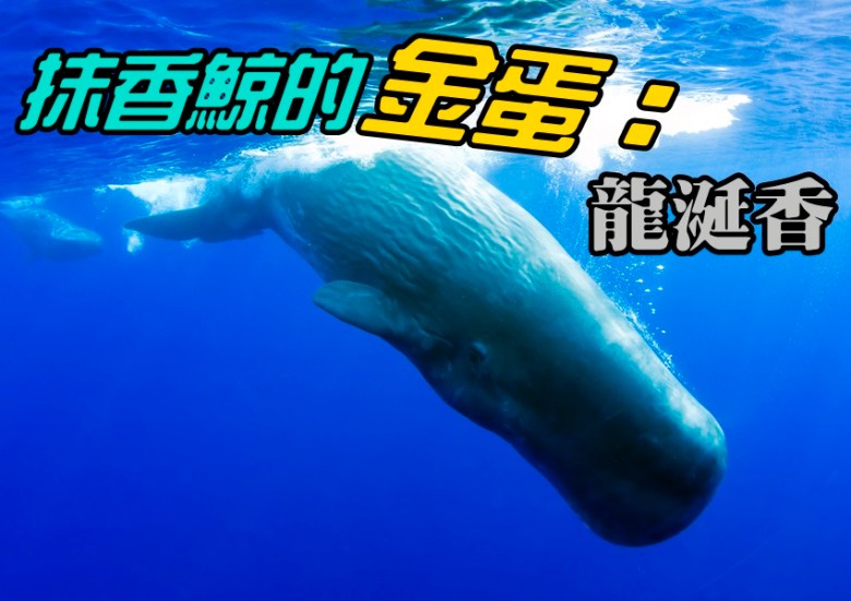 专家确定该块“臭石”(图)是龙涎香。