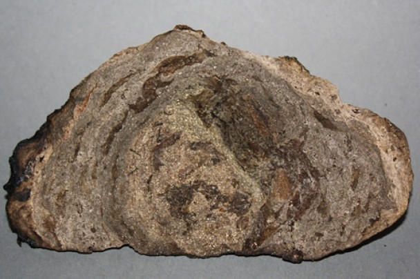 龙涎香其实是抹香鲸的分泌物