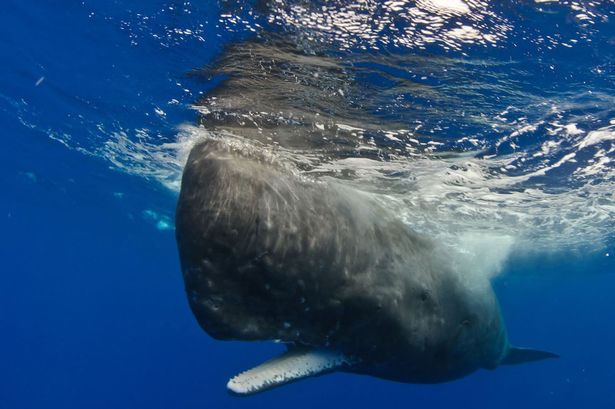 龙涎香是一种在抹香鲸(图)肠内形成的物质。