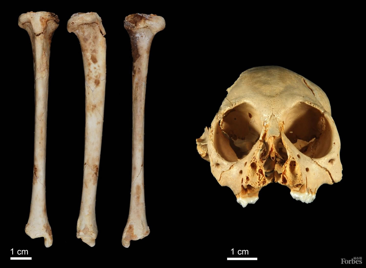 ��˹�����������ź���ͼƬ��Դ�����ֶ������ˣ�