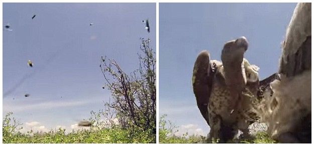 美国《国家地理》摄影师将摄像机放入死角马体内记录秃鹫进食腐尸过程