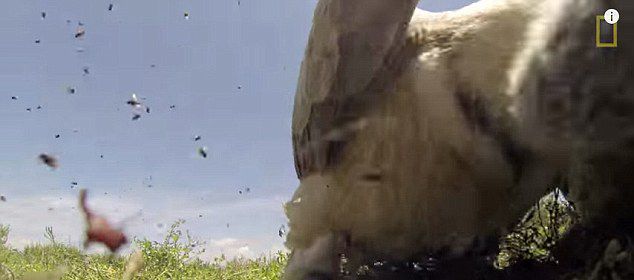 美国《国家地理》摄影师将摄像机放入死角马体内记录秃鹫进食腐尸过程