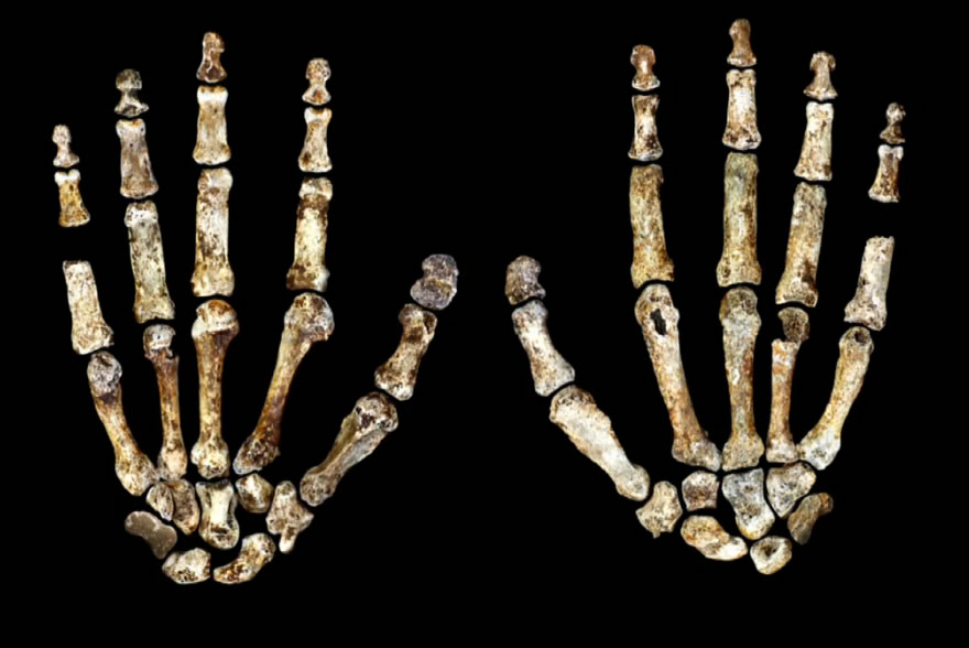 南非洞穴发现人类新物种化石——“纳莱迪人”