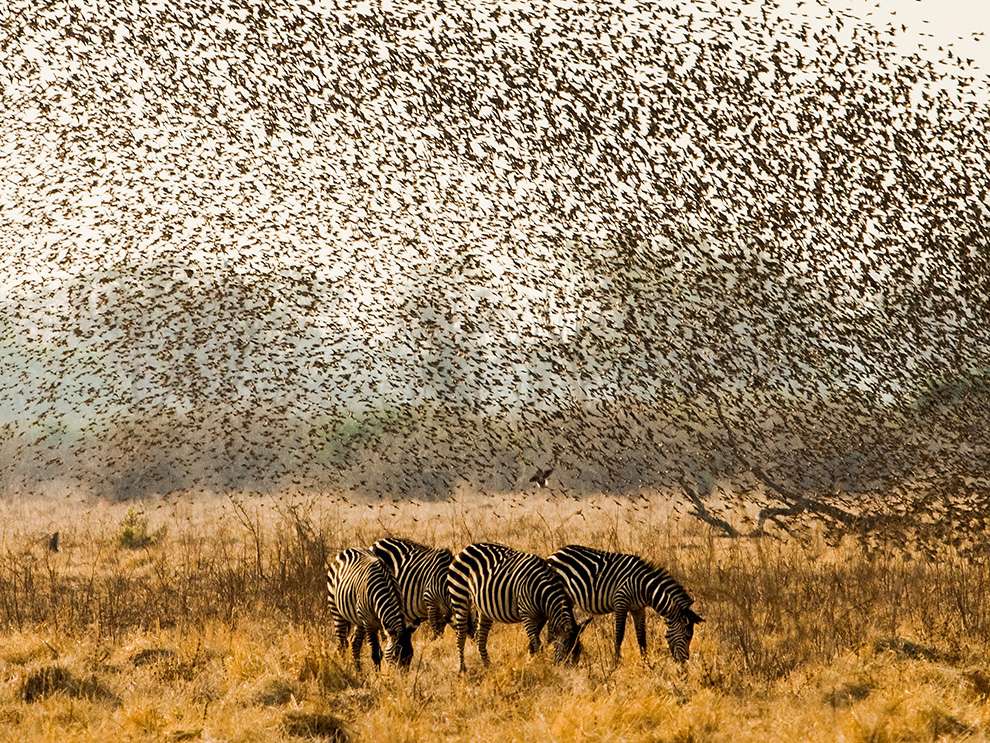 赞比亚南卢安瓜数千只奎利亚雀从灌木丛中飞出来