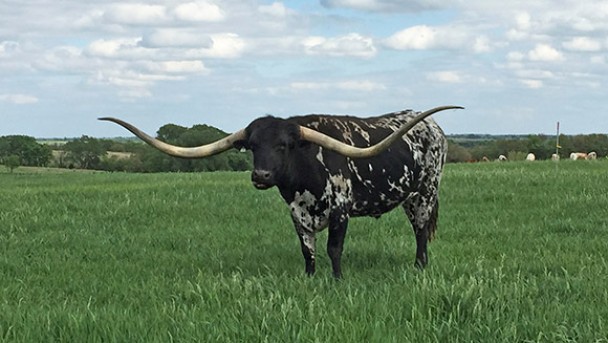 Big Red 907的两只角,合共长达292.1厘米,是全球拥有最长牛角的牛。