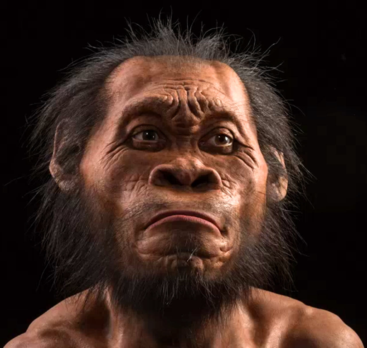 南非发现新人种化石遗骸“纳莱迪人”(Homo naledi)