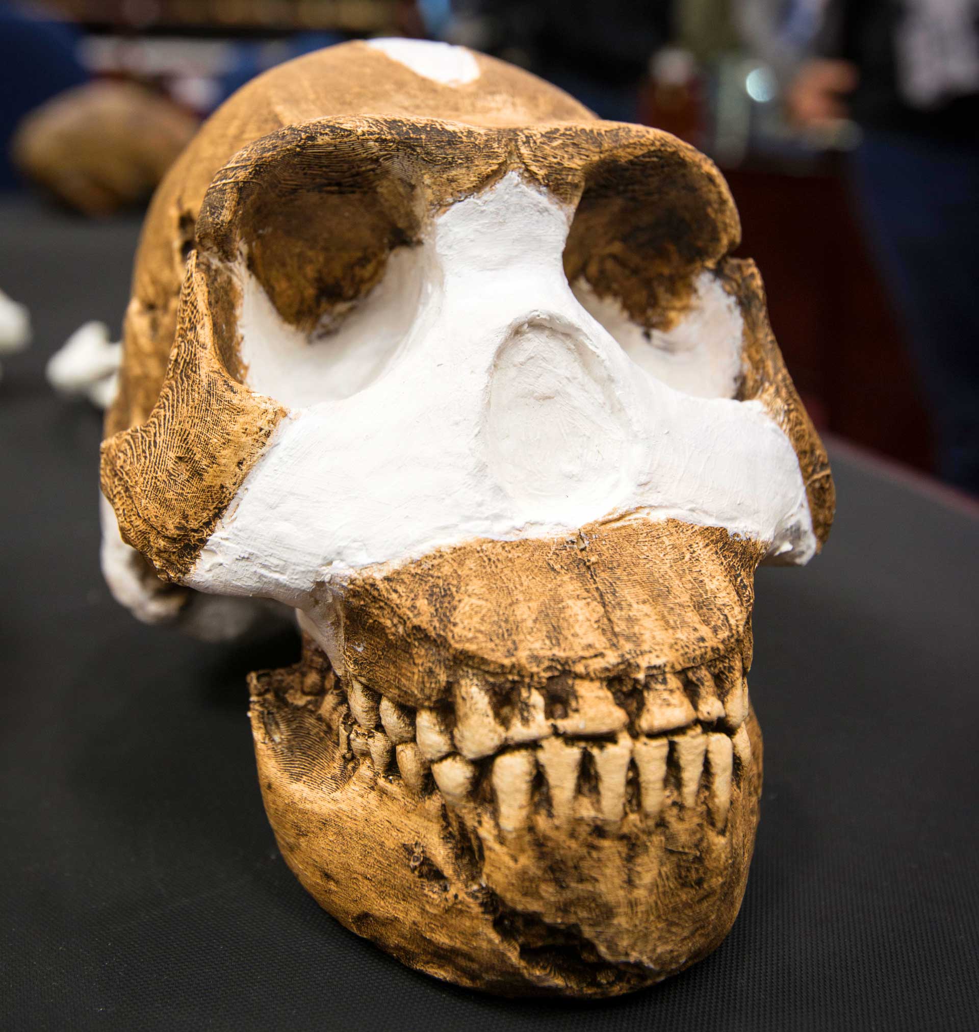 南非发现新人种化石遗骸“纳莱迪人”(Homo naledi)