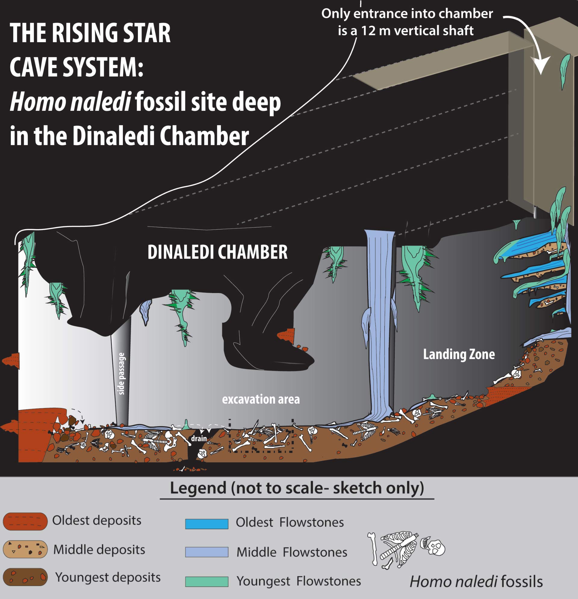 南非发现新人种化石遗骸“纳莱迪人”(Homo naledi)