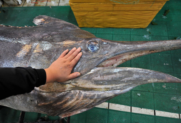 ɽ���ൺ�����ڻƺ����񳬼������ �ش�619��