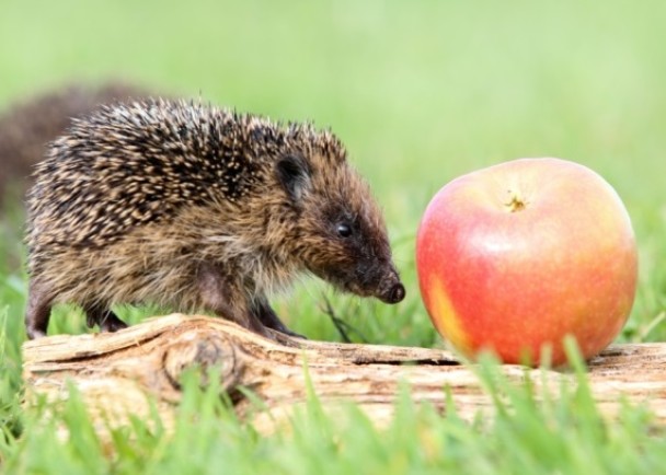 ��Ĵָ�����Ϊ������ֹͣ���������Сֻ��ƻ����