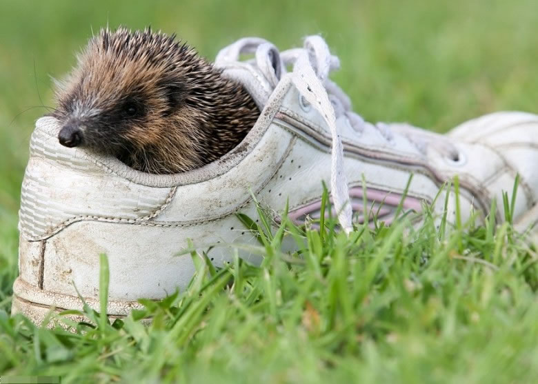 ��ϸС��Ĵָ�������ǿɰ�