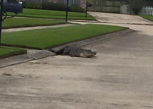 鳄鱼从排水道口爬出来