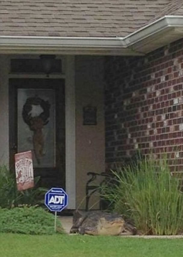 鳄鱼其后停在民居门外,用头敲门。