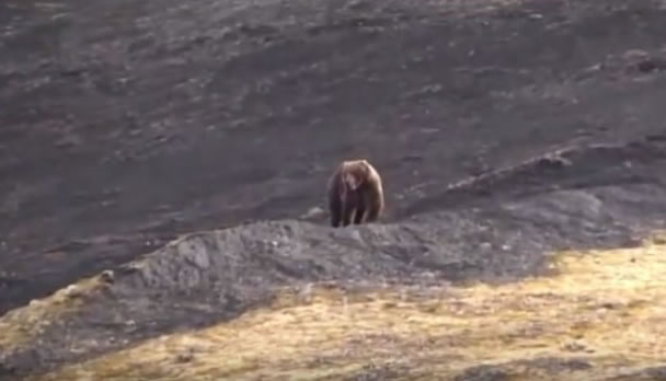 灰熊在无遮无掩的山坡上,突遭猎人枪击。