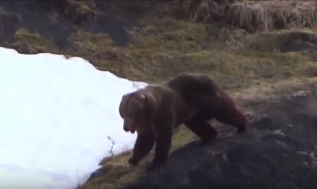 灰熊后腿中枪,连忙逃跑。