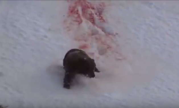 灰熊中枪后,鲜血染红雪地。