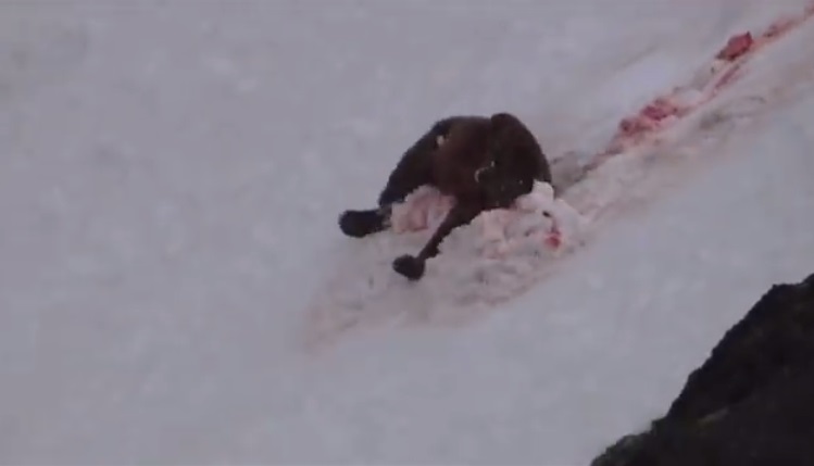 灰熊开始滑下,拖着鲜血。