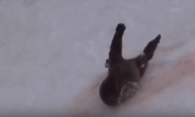 灰熊最终支持不住,滚落山坡。