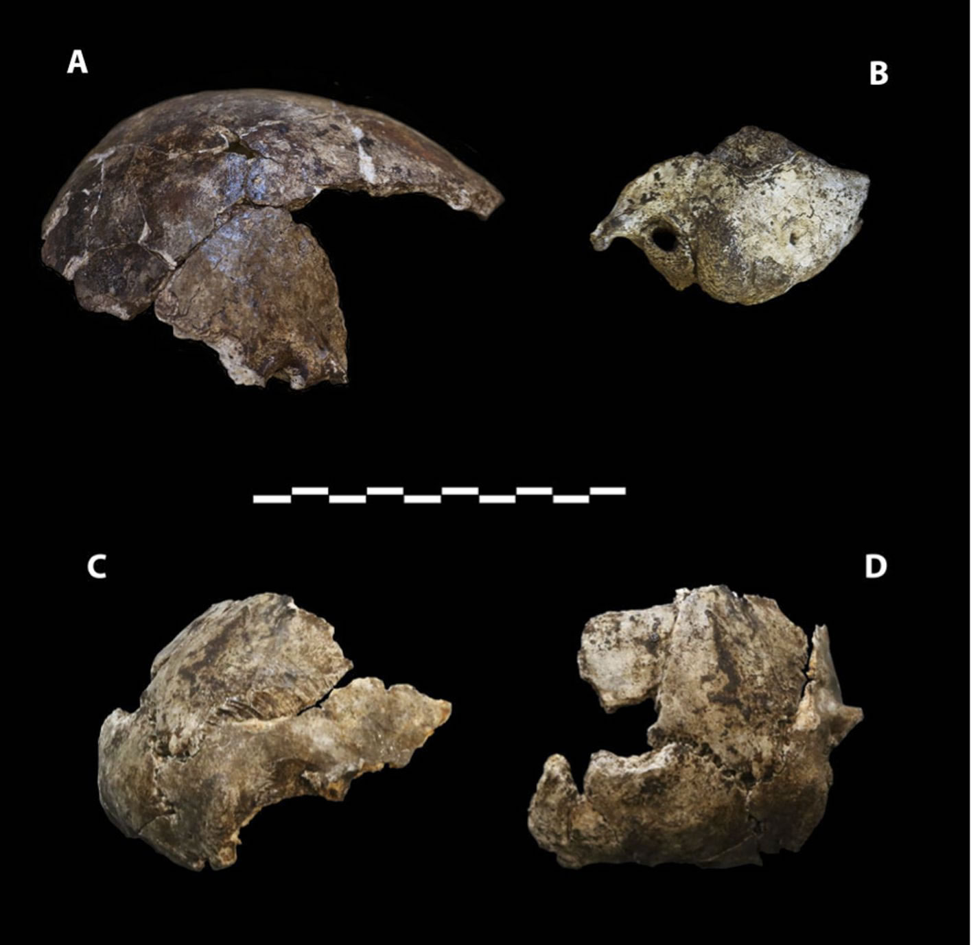 南非洞穴发现人类新物种“纳莱蒂人” 人类起源研究的新线索