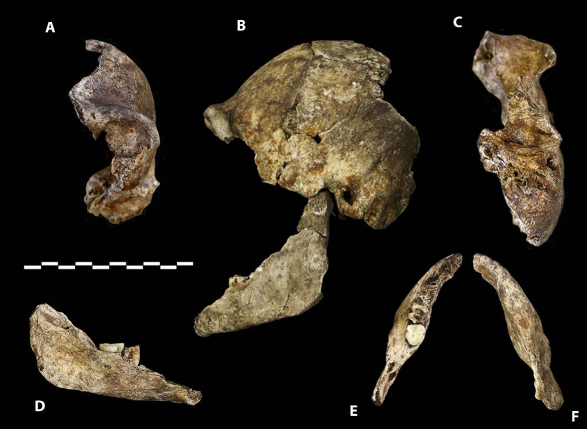 南非洞穴发现人类新物种“纳莱蒂人” 人类起源研究的新线索