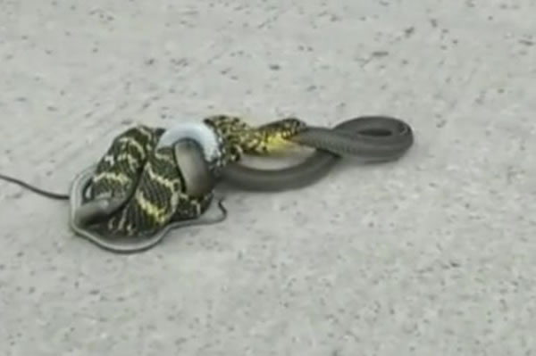 ��С�߳Դ��ߡ���ӡ��������������