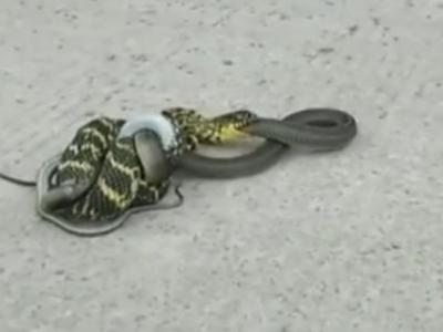 天文学家观测到银河系中心大质量黑洞射手座