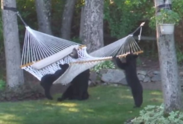 һֻС�ܳɹ����ϵ���